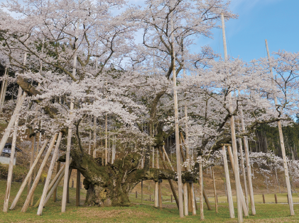 春の淡墨桜