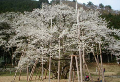 春の淡墨桜